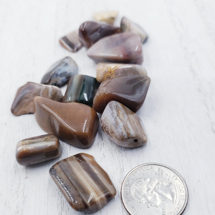 Petrified Wood Tumbled Stone