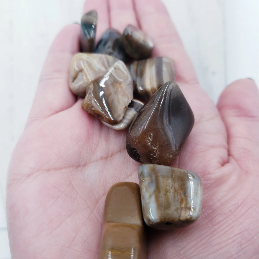 Petrified Wood Tumbled Stone