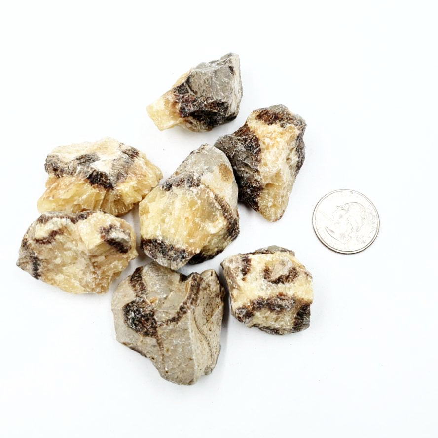 Septarian Rough Stone