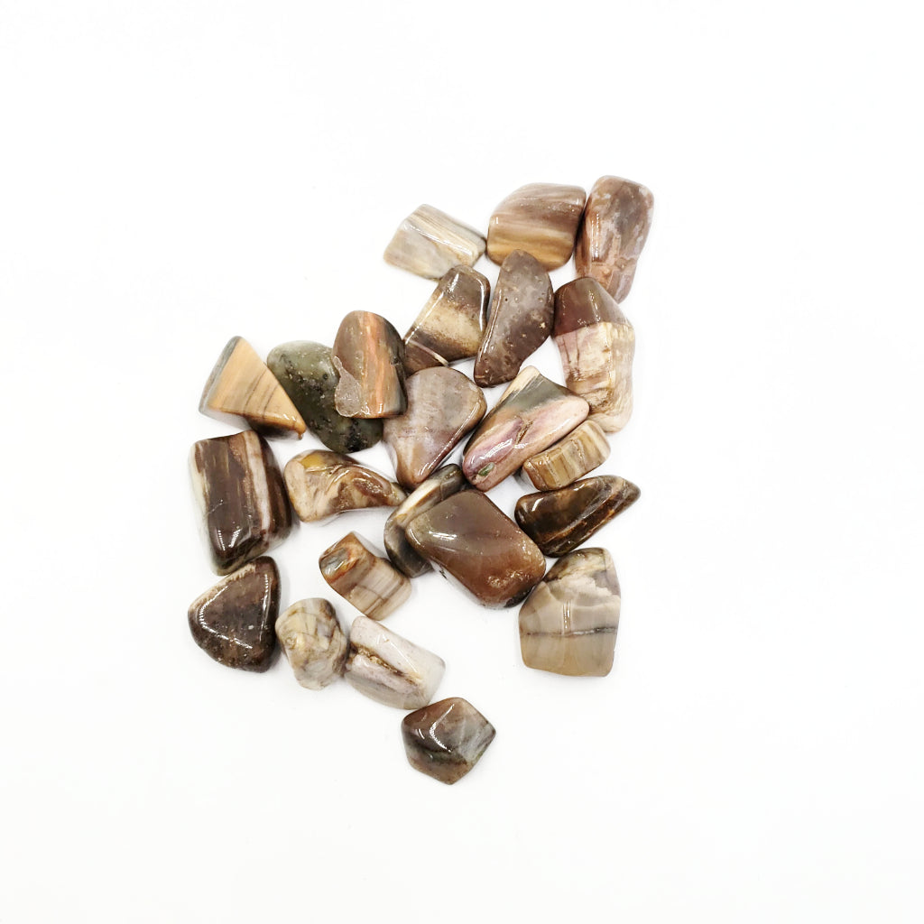 Petrified Wood Tumbled Stone