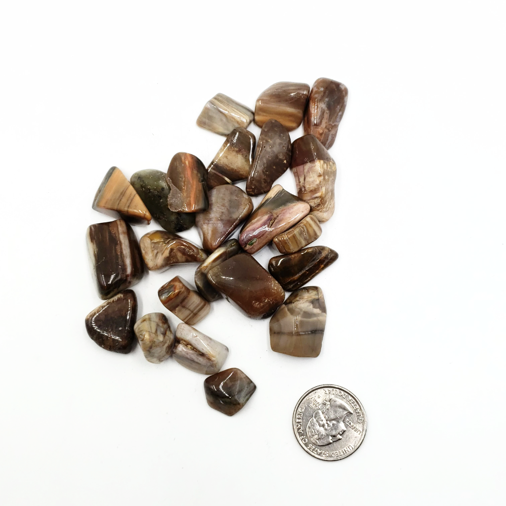 Petrified Wood Tumbled Stone