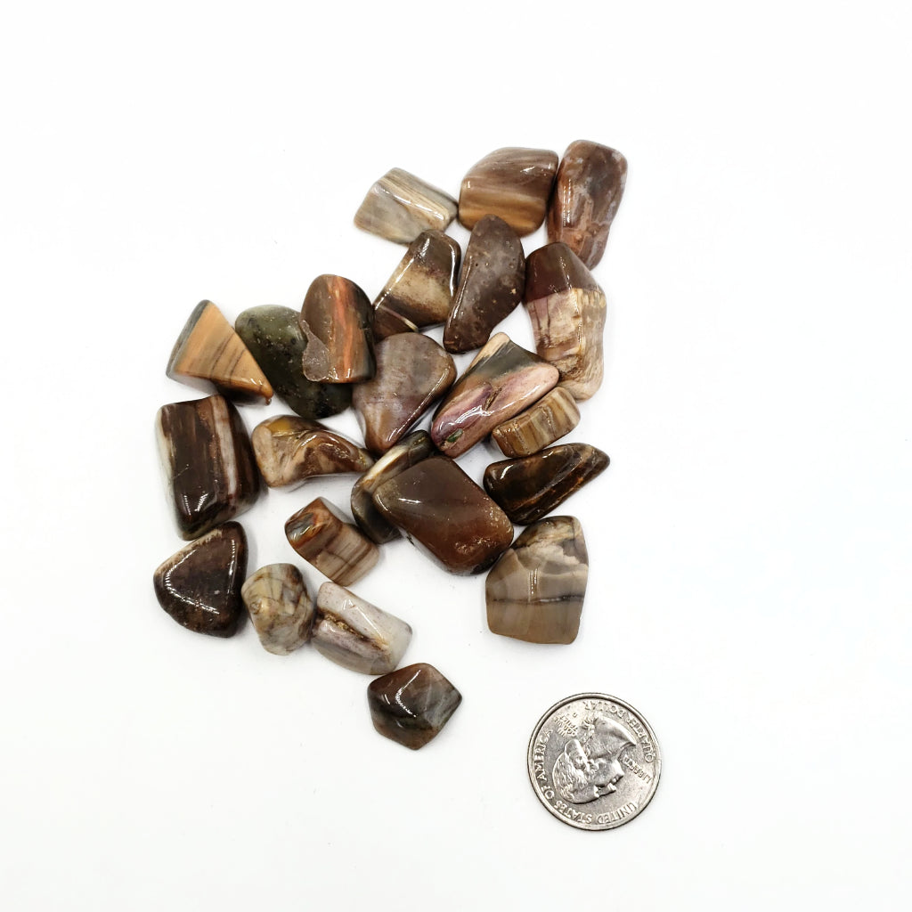 Petrified Wood Tumbled Stone