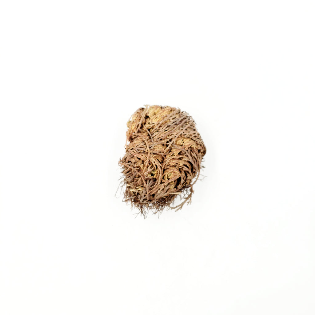 Rose of Jericho Resurrection Plant Small - Elevated Metaphysical