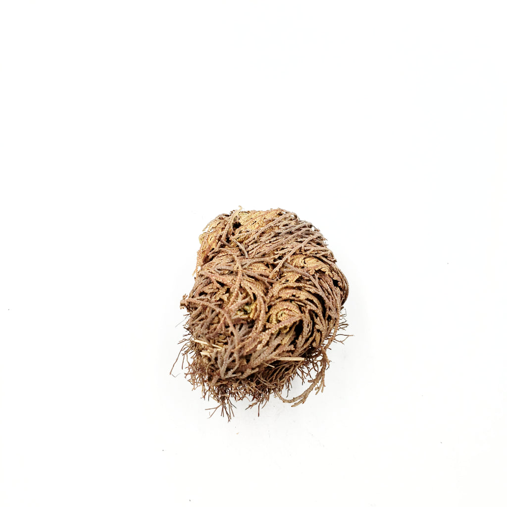 Rose of Jericho Resurrection Plant Small - Elevated Metaphysical
