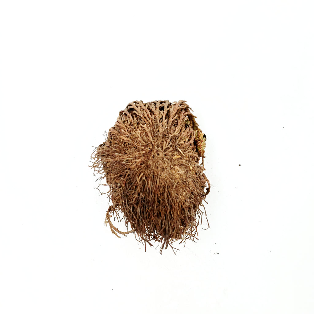Rose of Jericho Resurrection Plant Small - Elevated Metaphysical