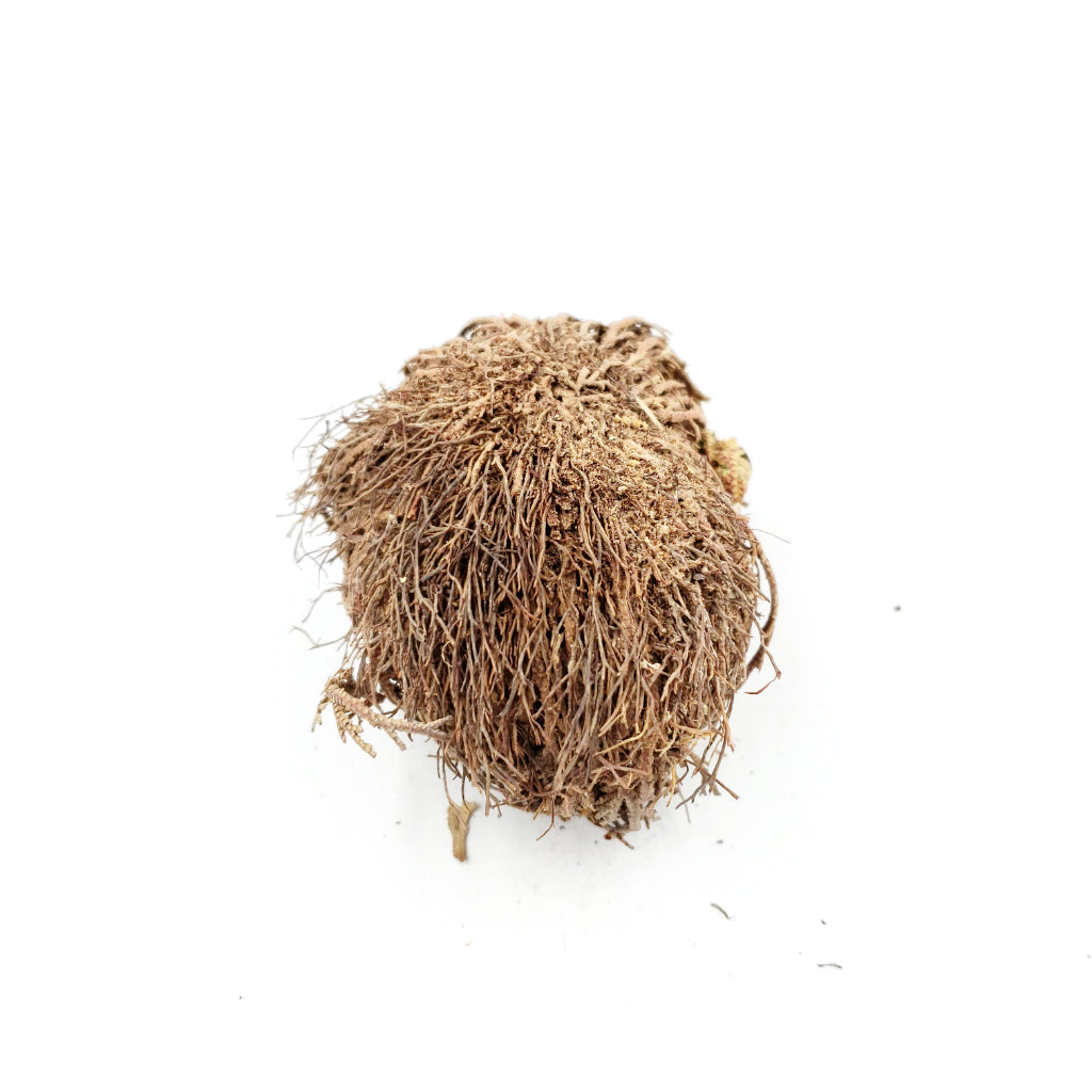 Rose of Jericho Resurrection Plant Small - Elevated Metaphysical