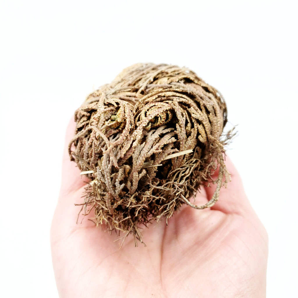 Rose of Jericho Resurrection Plant Small - Elevated Metaphysical