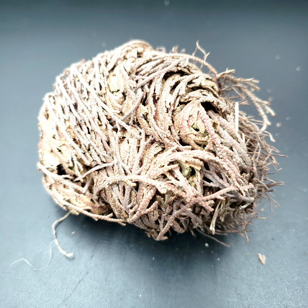 Rose of Jericho Resurrection Plant Small - Elevated Metaphysical