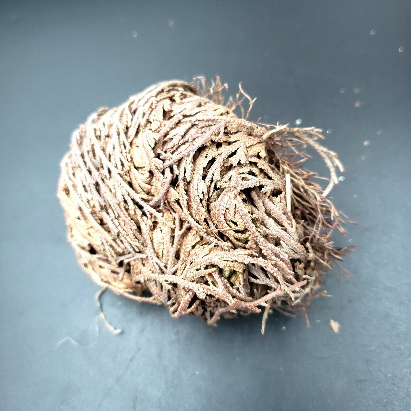 Rose of Jericho Resurrection Plant Small - Elevated Metaphysical