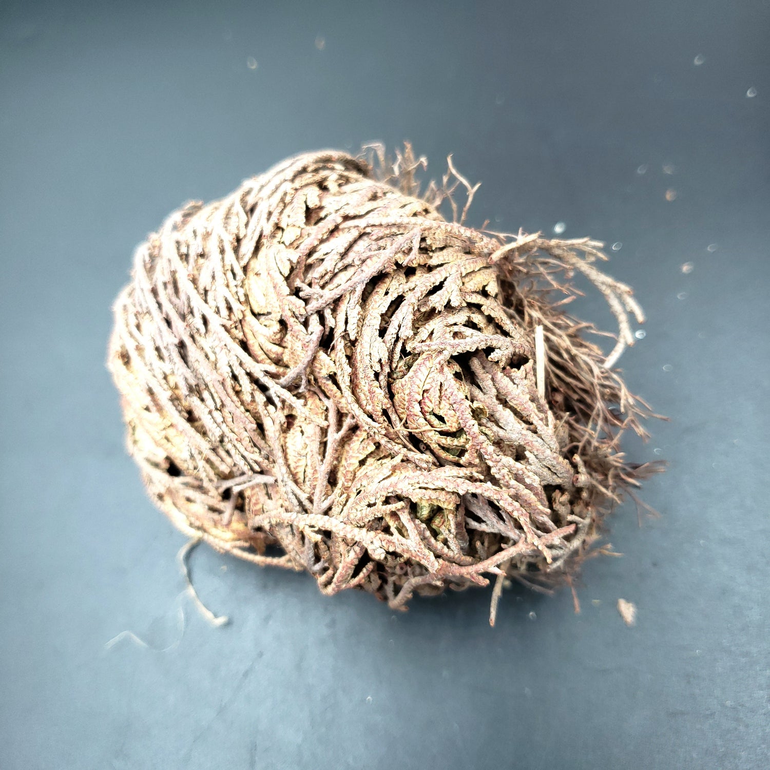 Rose of Jericho Resurrection Plant Small - Elevated Metaphysical