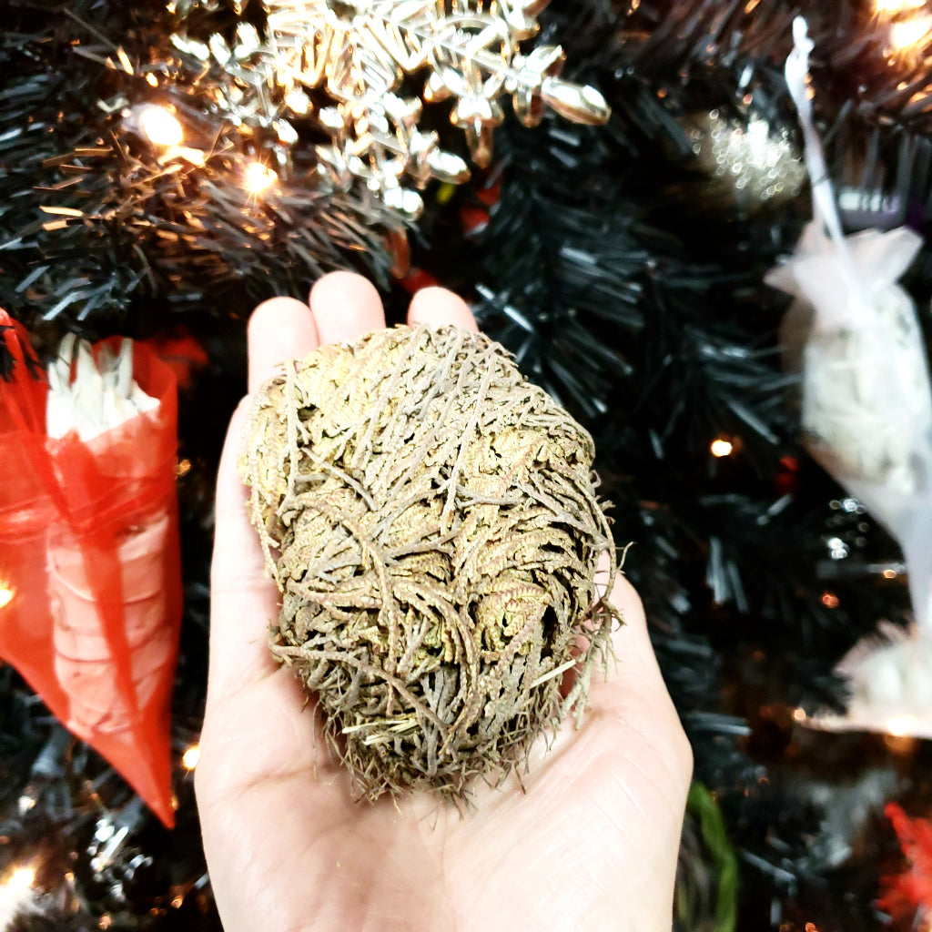 Rose of Jericho Resurrection Plant Small - Elevated Metaphysical