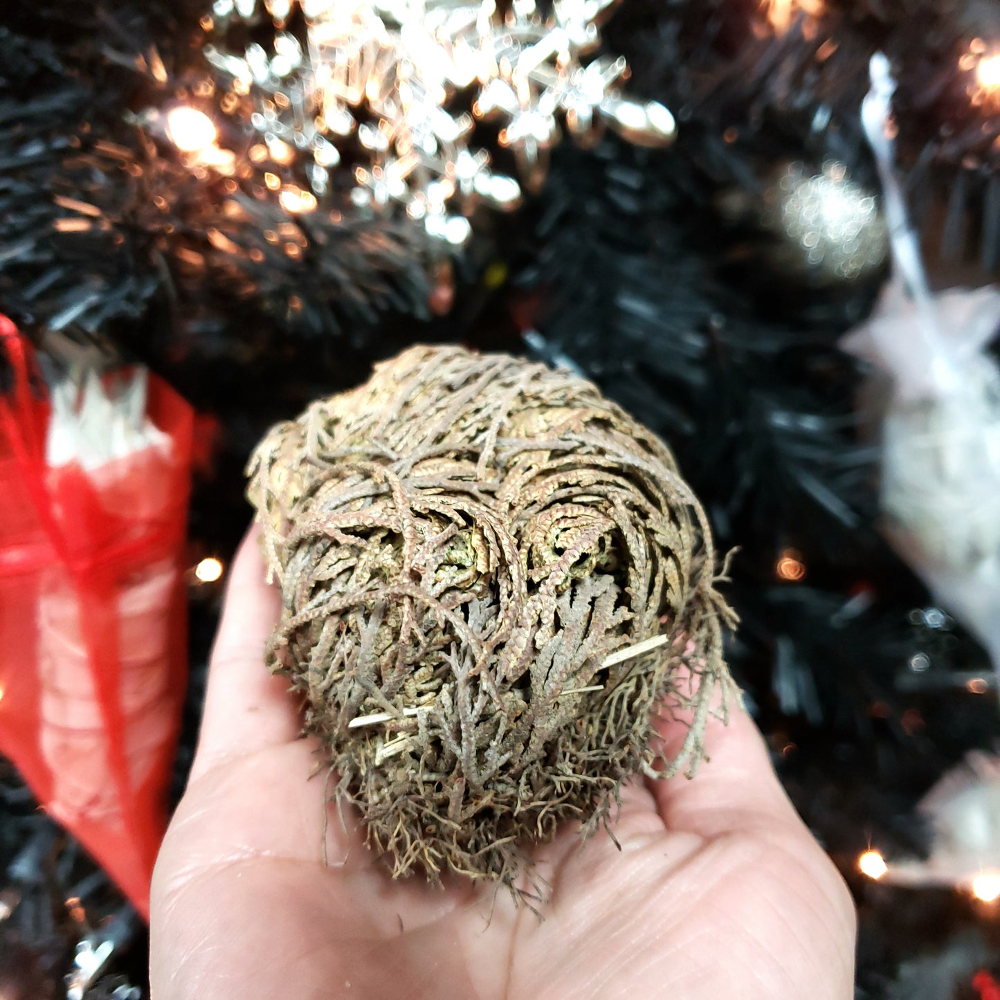 Rose of Jericho Resurrection Plant Small - Elevated Metaphysical