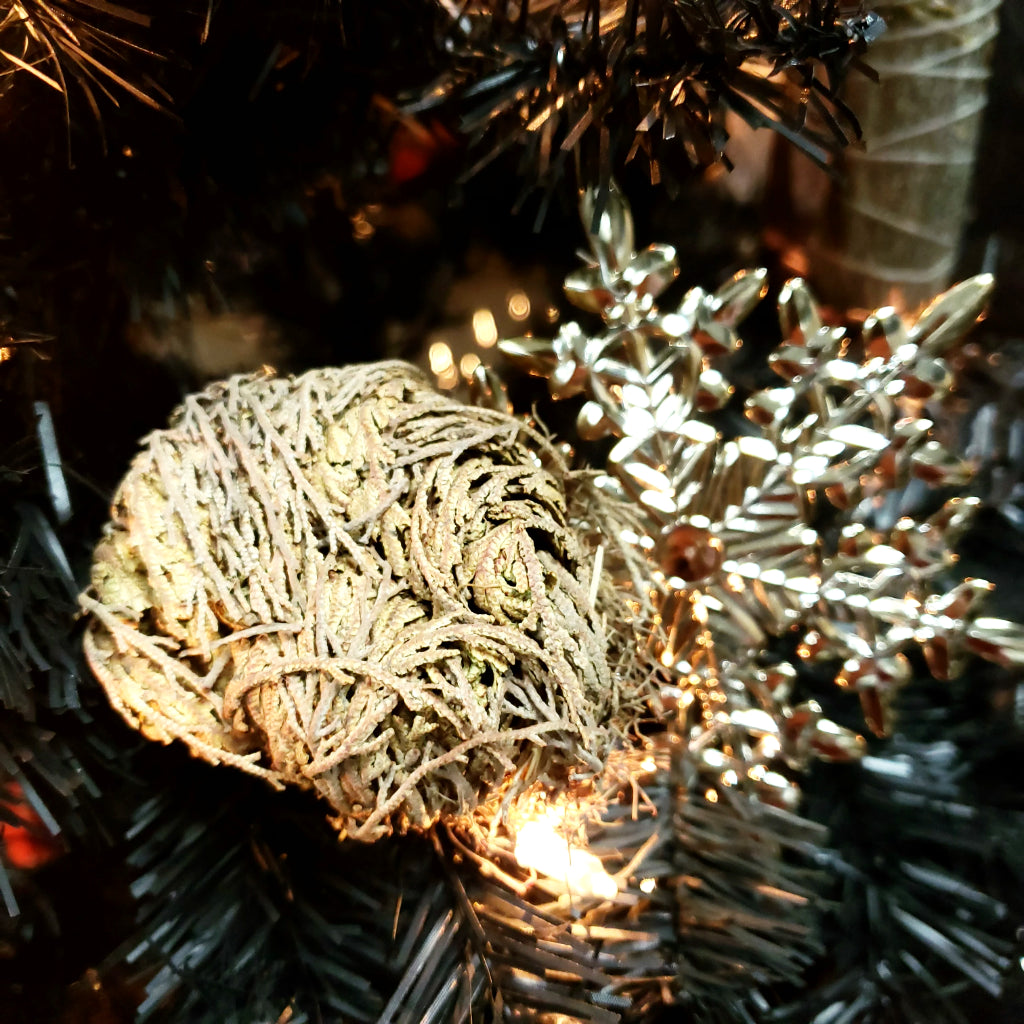 Rose of Jericho Resurrection Plant Small - Elevated Metaphysical