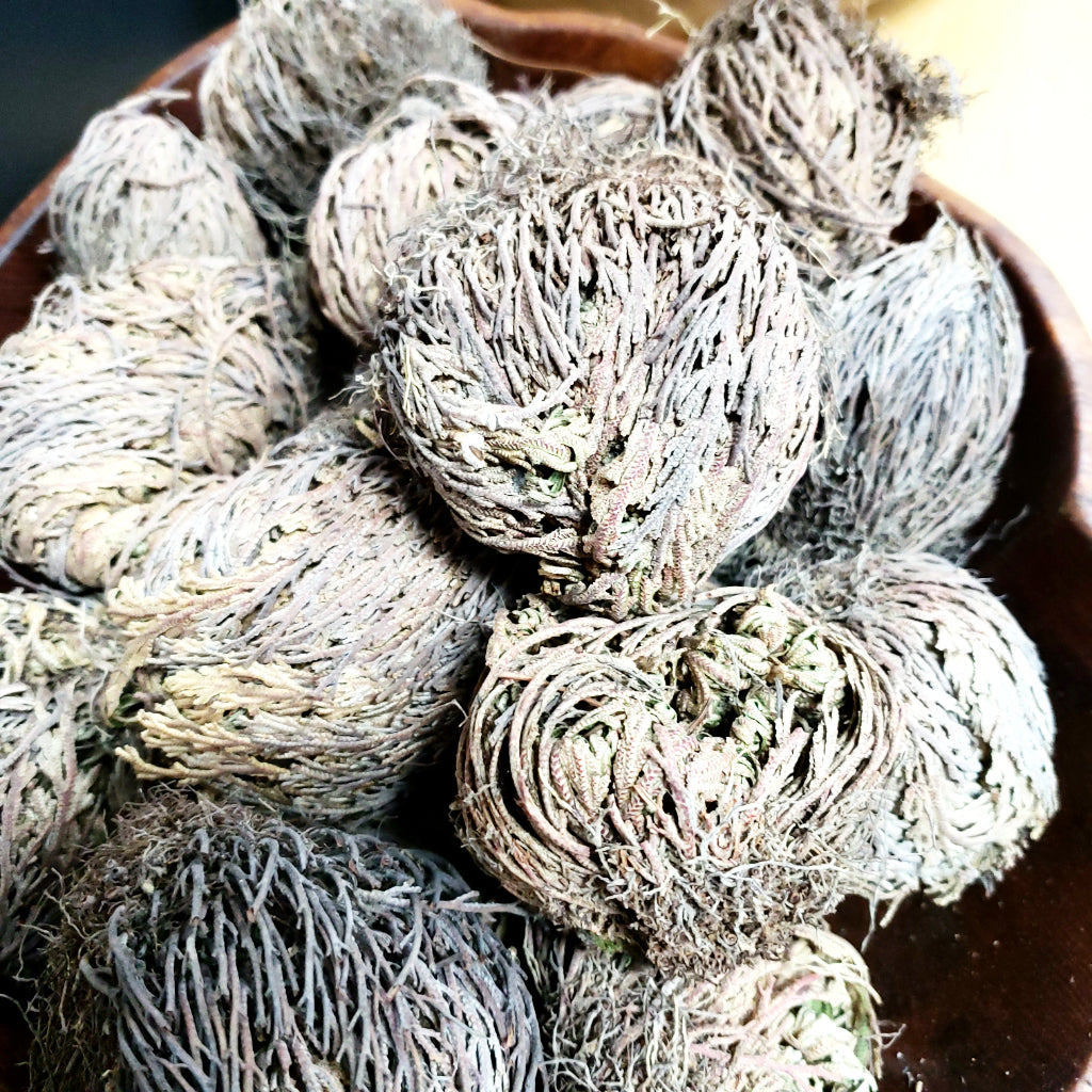 Rose of Jericho Resurrection Plant Small - Elevated Metaphysical