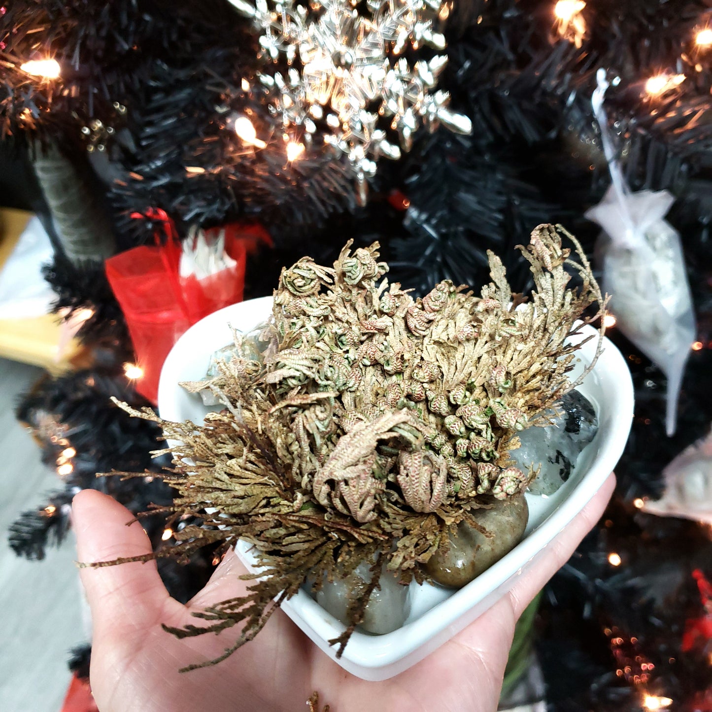 Rose of Jericho Resurrection Plant Small - Elevated Metaphysical