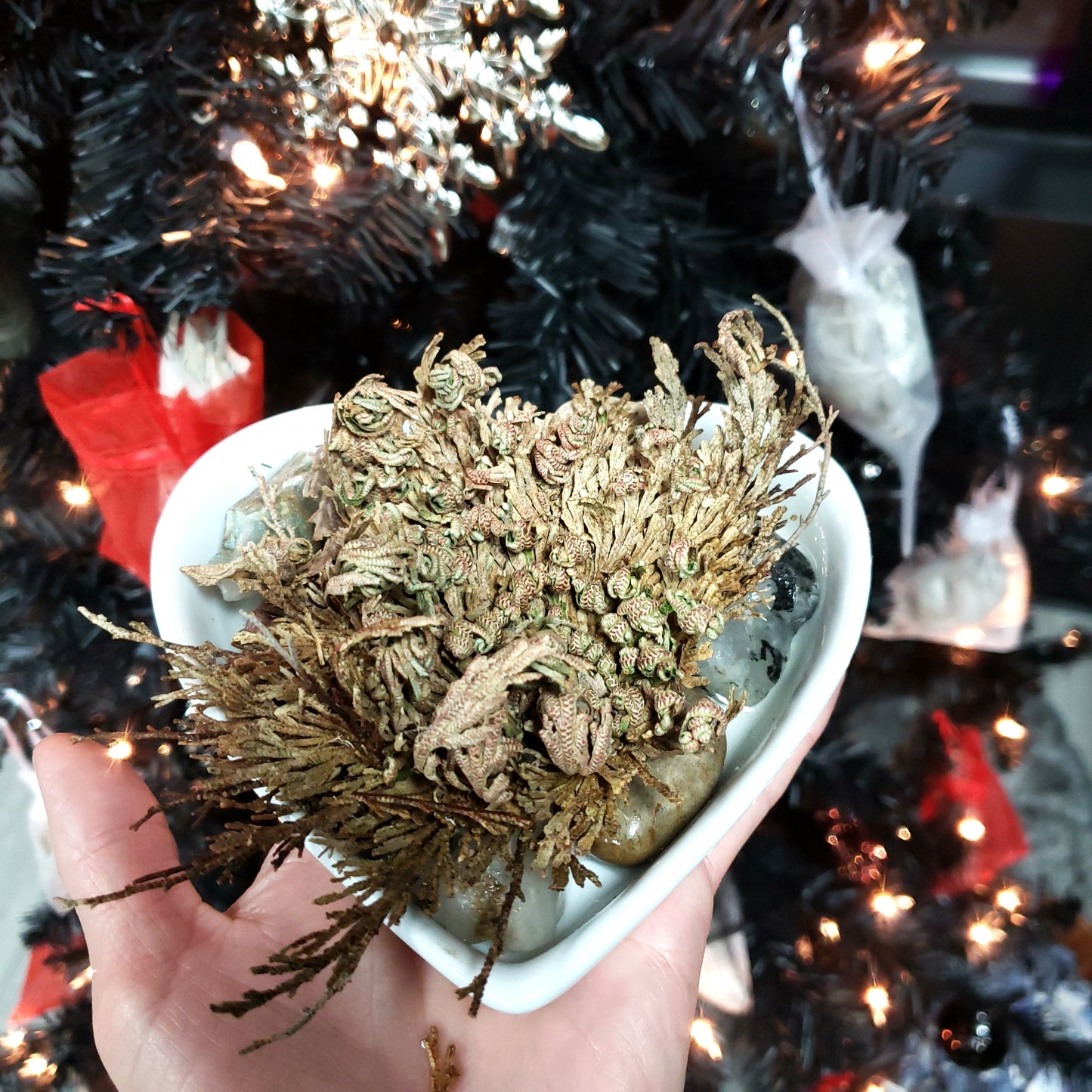 Rose of Jericho Resurrection Plant Small - Elevated Metaphysical