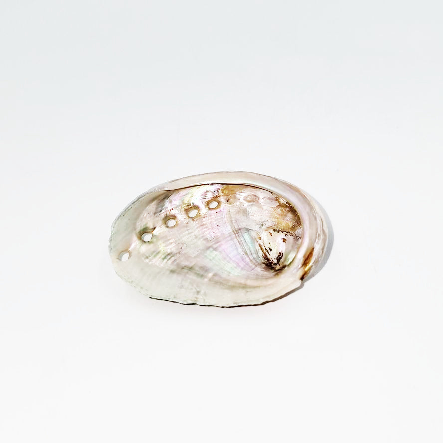 Abalone Shell Extra Small 1.5" - Elevated Metaphysical