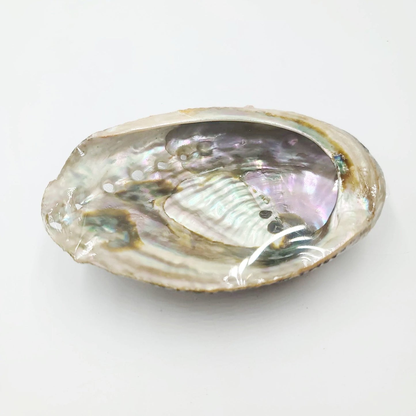 Abalone Shell 4-5" - Elevated Metaphysical