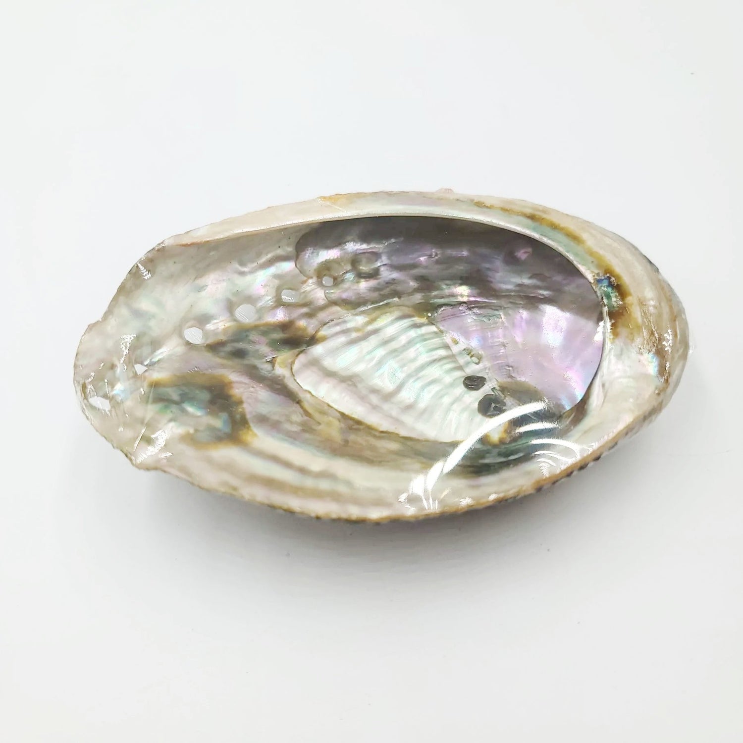 Abalone Shell 4-5" - Elevated Metaphysical
