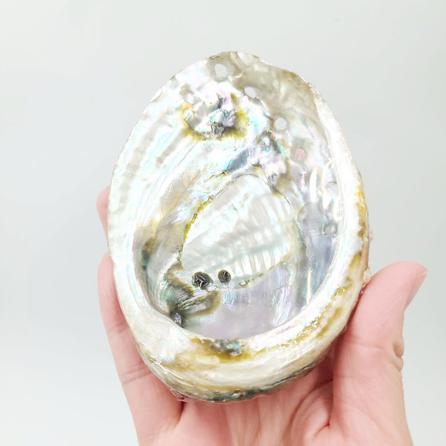 Abalone Shell 4-5" - Elevated Metaphysical