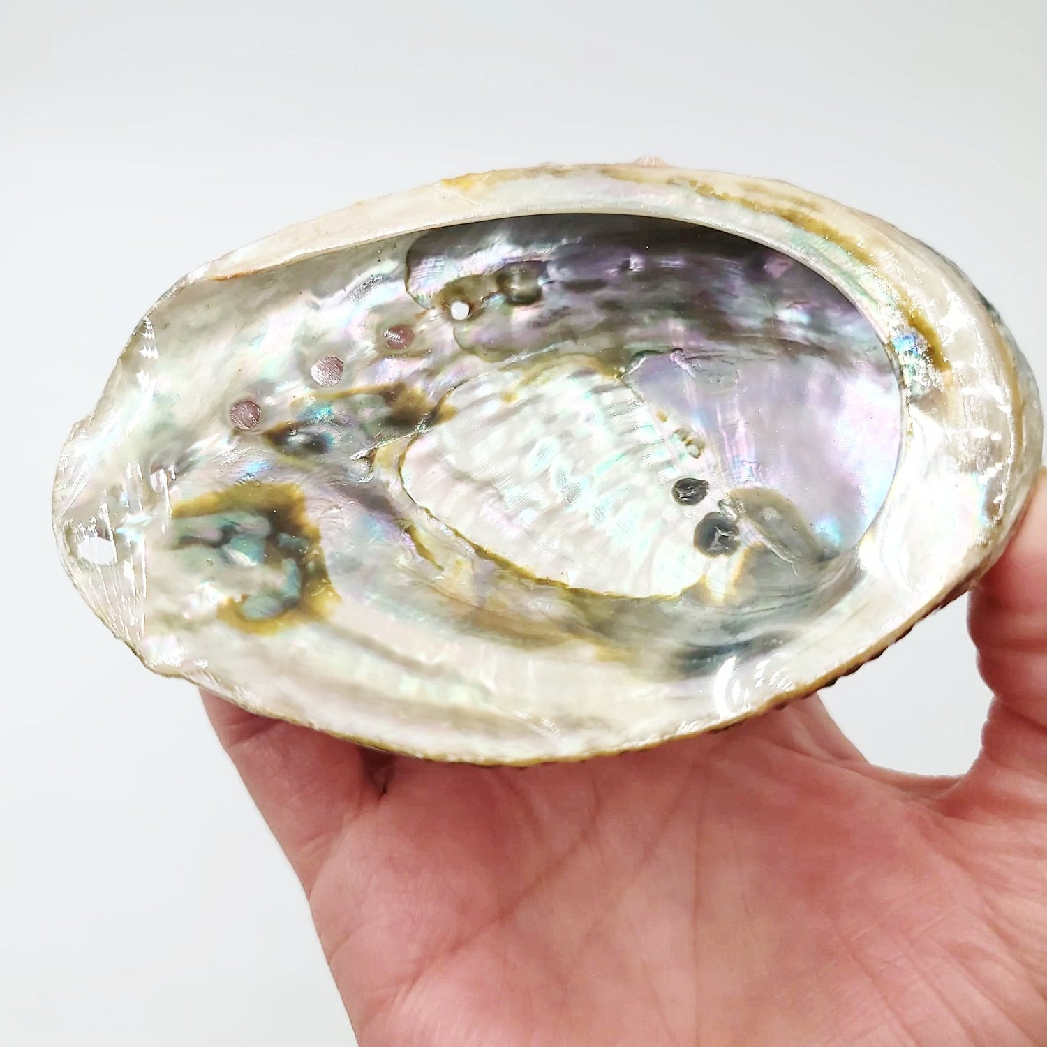 Abalone Shell 4-5" - Elevated Metaphysical