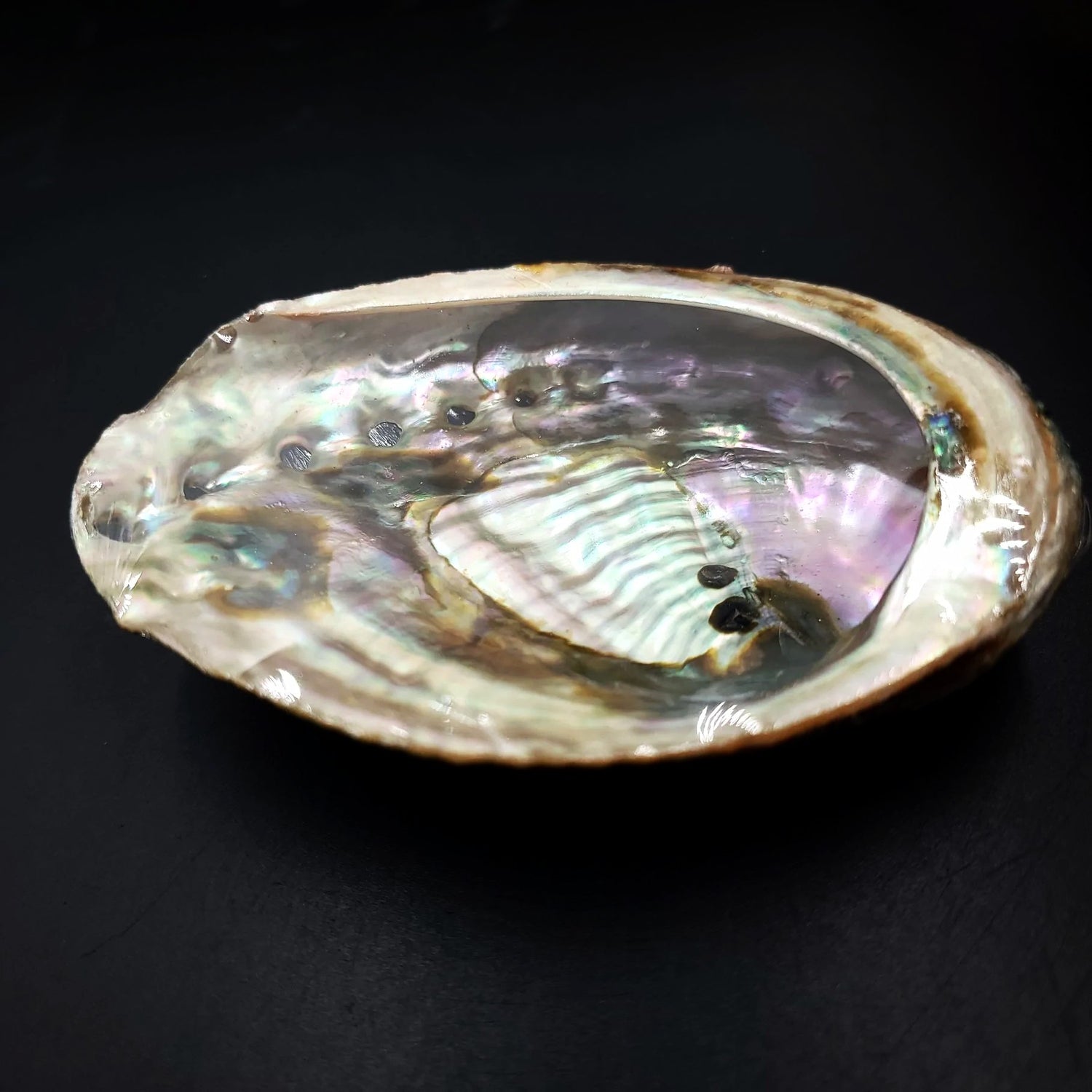 Abalone Shell 4-5" - Elevated Metaphysical