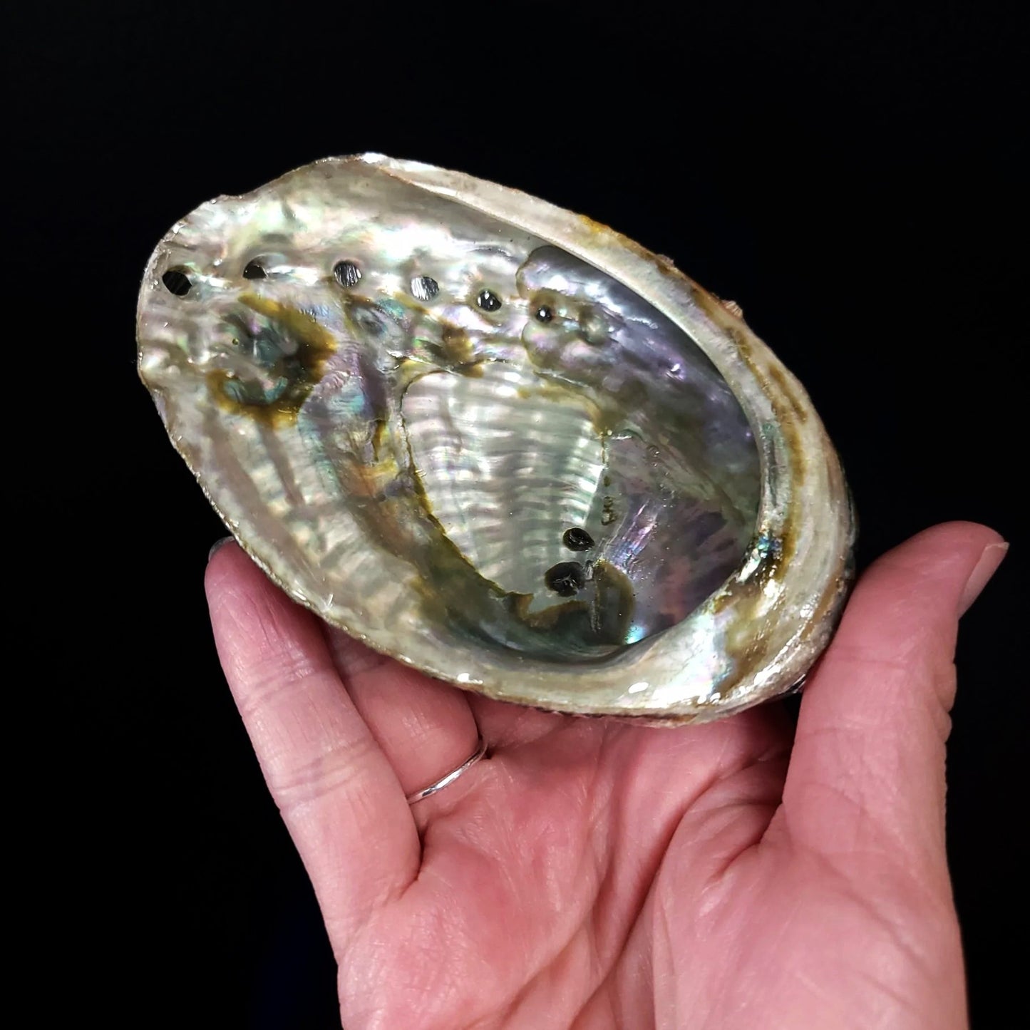 Abalone Shell 4-5" - Elevated Metaphysical