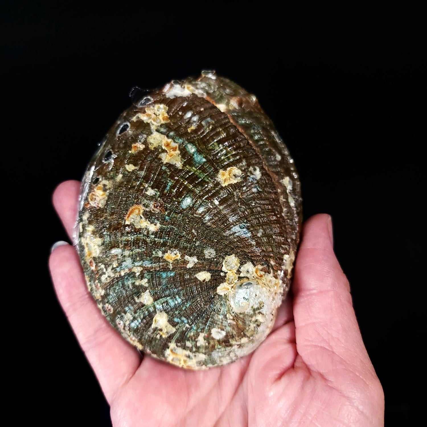 Abalone Shell 4-5" - Elevated Metaphysical