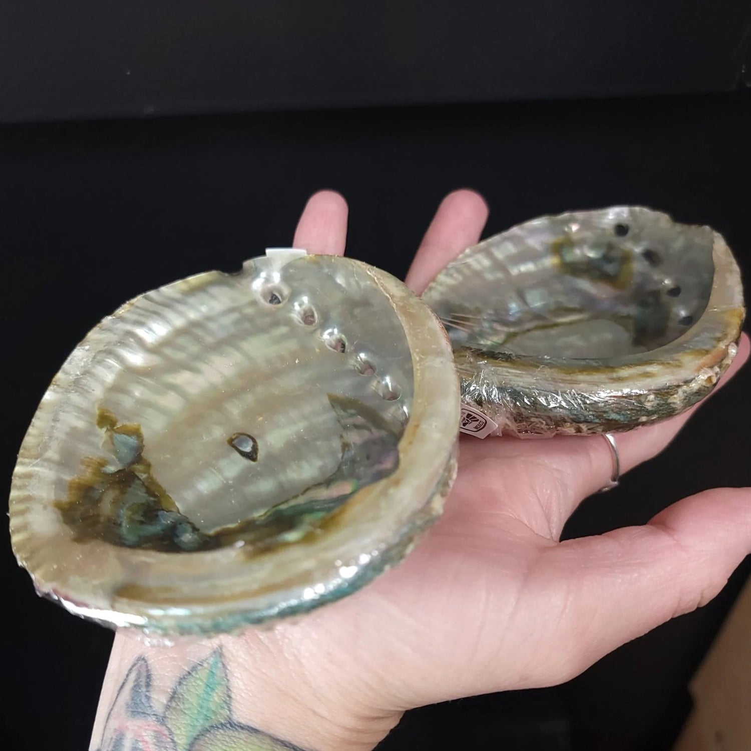 Abalone Shell 4-5" - Elevated Metaphysical