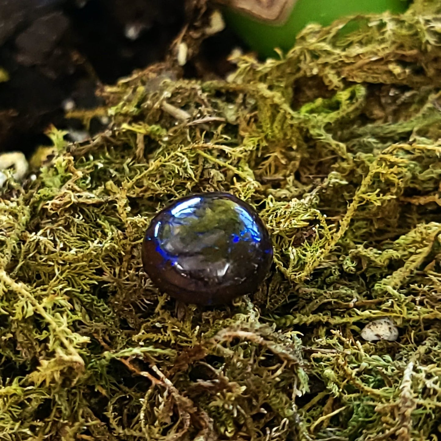 Purple Boulder Opal 6.0ct Cabochon Winton Matrix Round Polished Cut Stone - Elevated Metaphysical