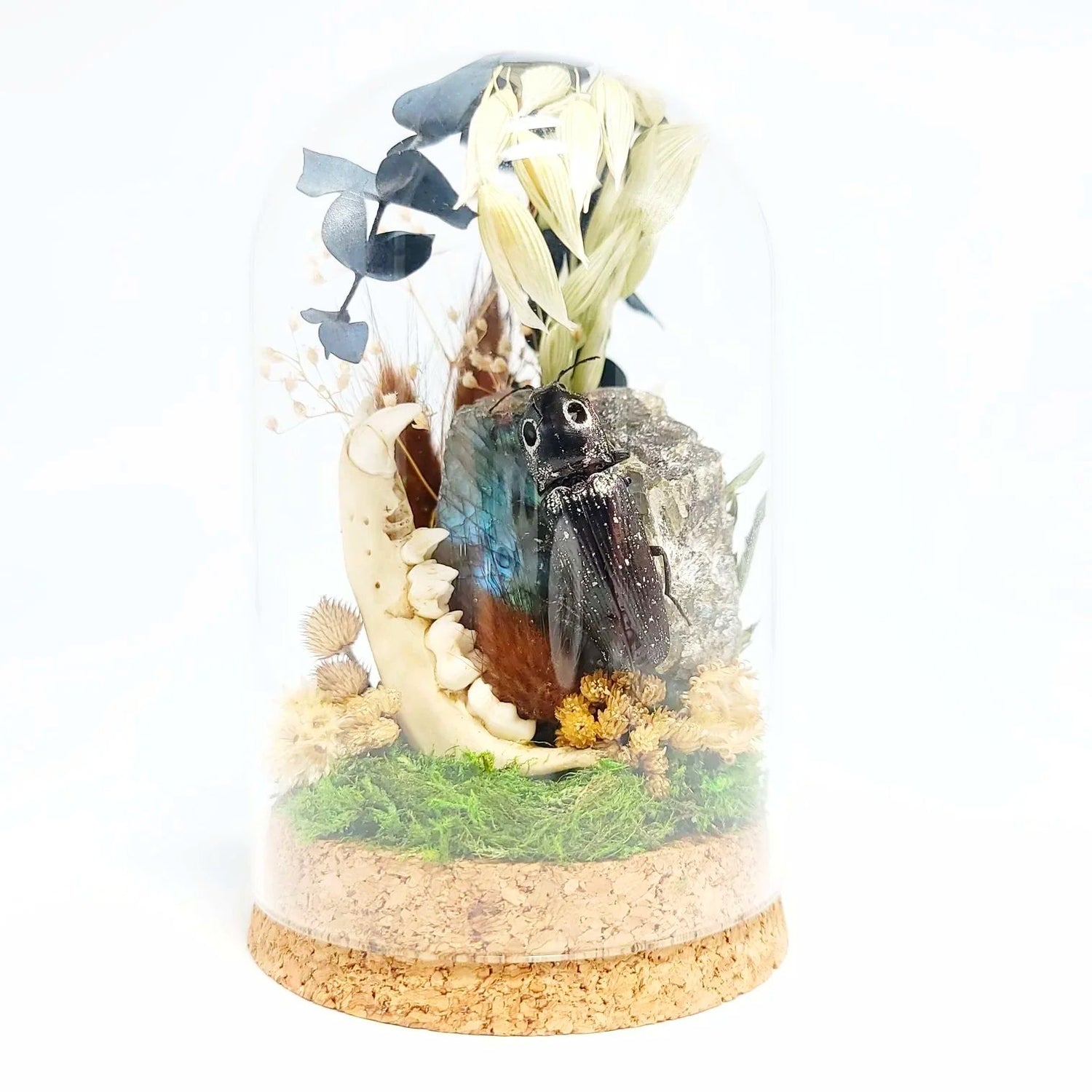 Labradorite, Jackknife Beetle, and Raccoon Mandible Curio Capsule Oddities Jar - Elevated Metaphysical
