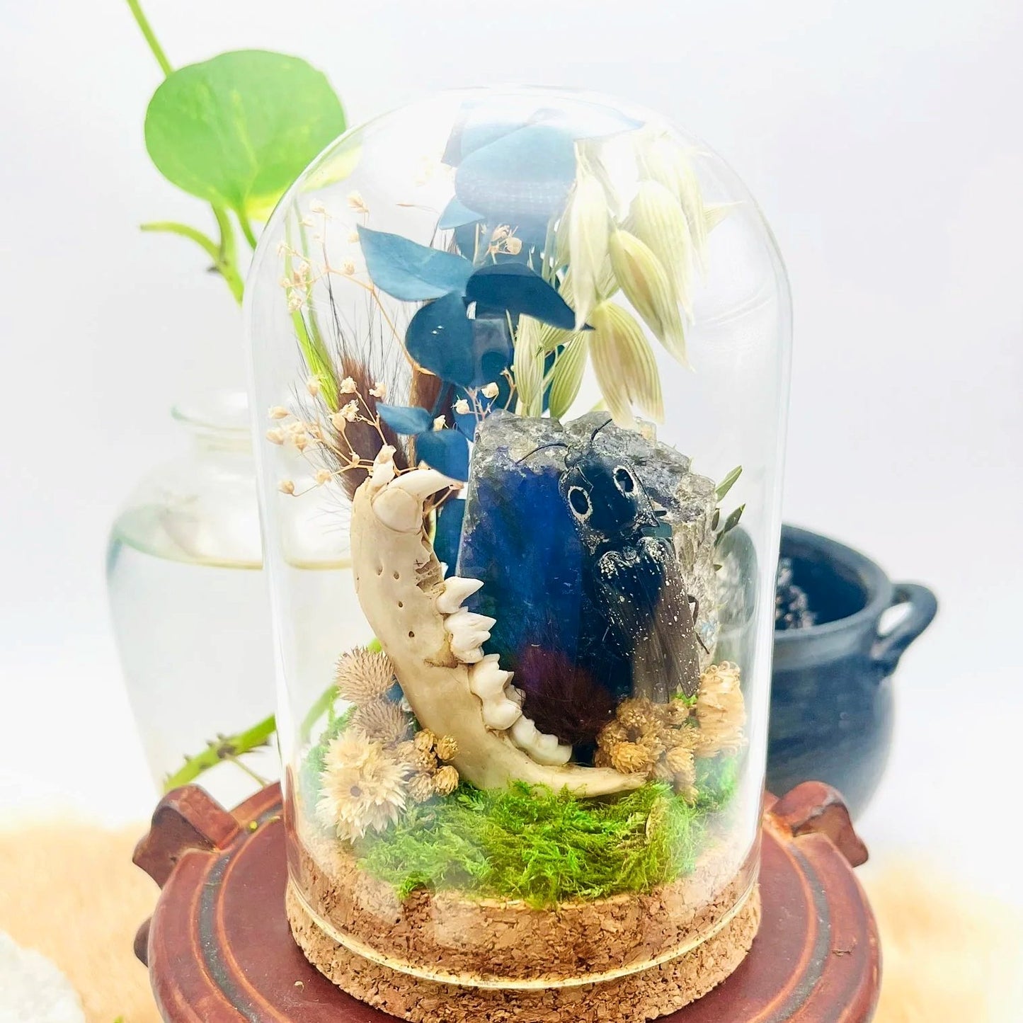 Labradorite, Jackknife Beetle, and Raccoon Mandible Curio Capsule Oddities Jar - Elevated Metaphysical