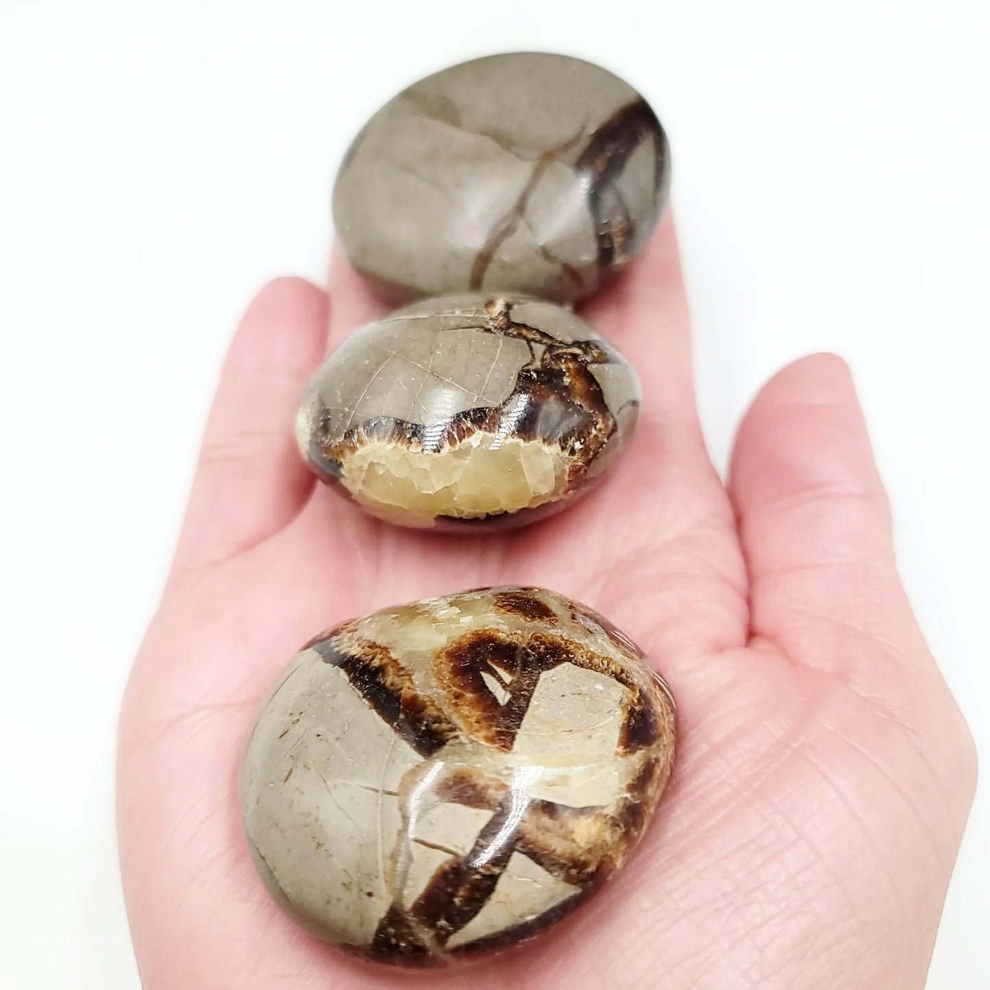 Septarian Palm Stone Gallet - Elevated Metaphysical