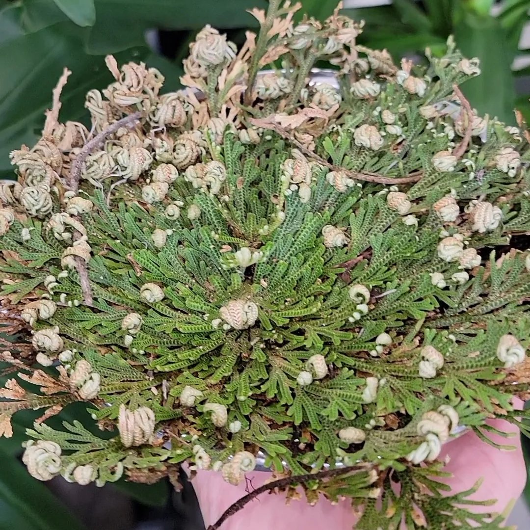 Rose of Jericho Resurrection Plant