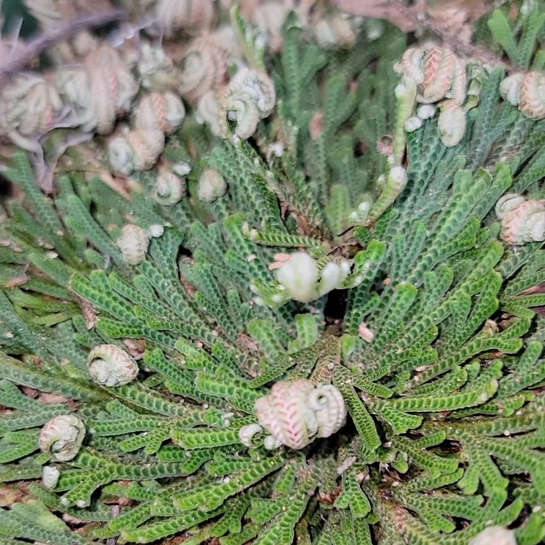 Rose of Jericho Resurrection Plant
