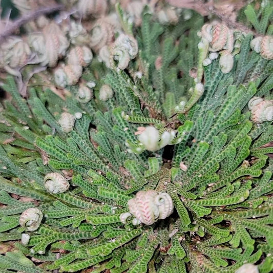 Rose of Jericho Resurrection Plant
