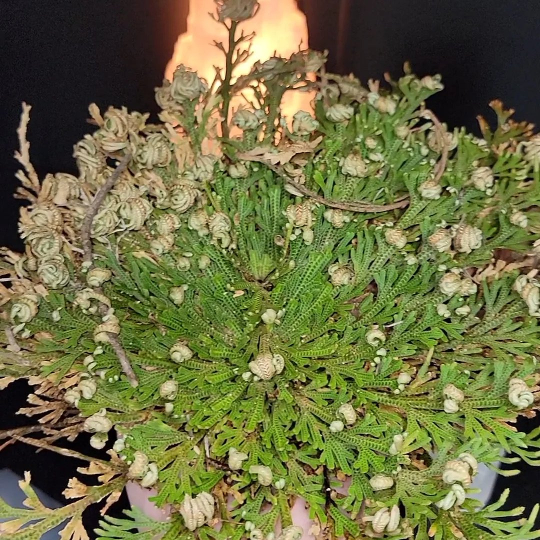 Rose of Jericho Resurrection Plant