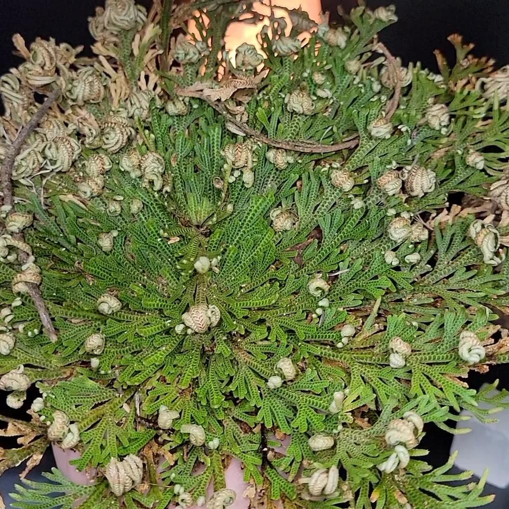 Rose of Jericho Resurrection Plant