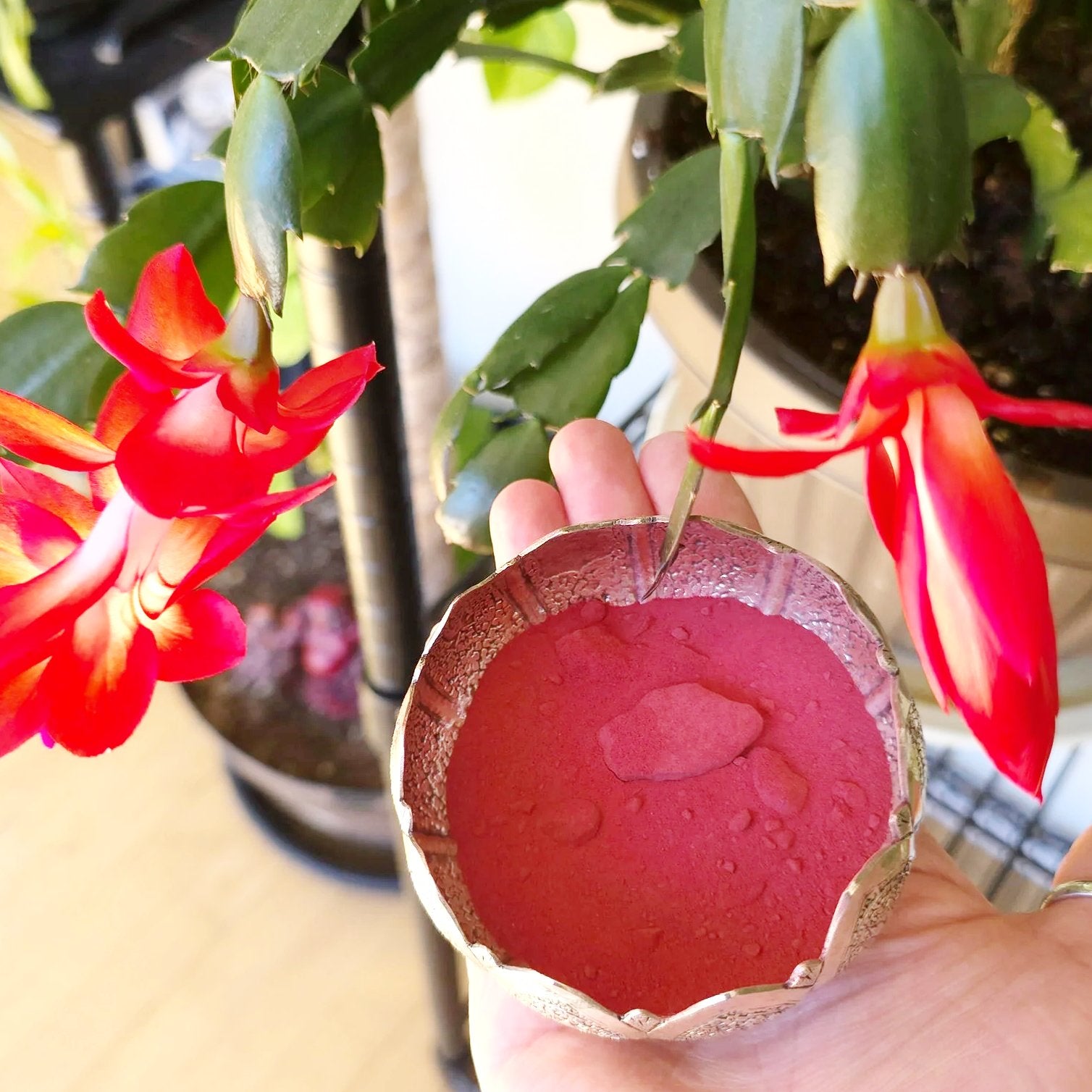 Beet Root Powder - Elevated Metaphysical