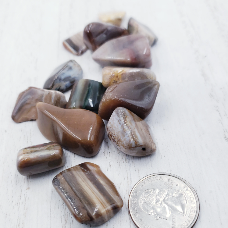 Petrified Wood Tumbled Stone