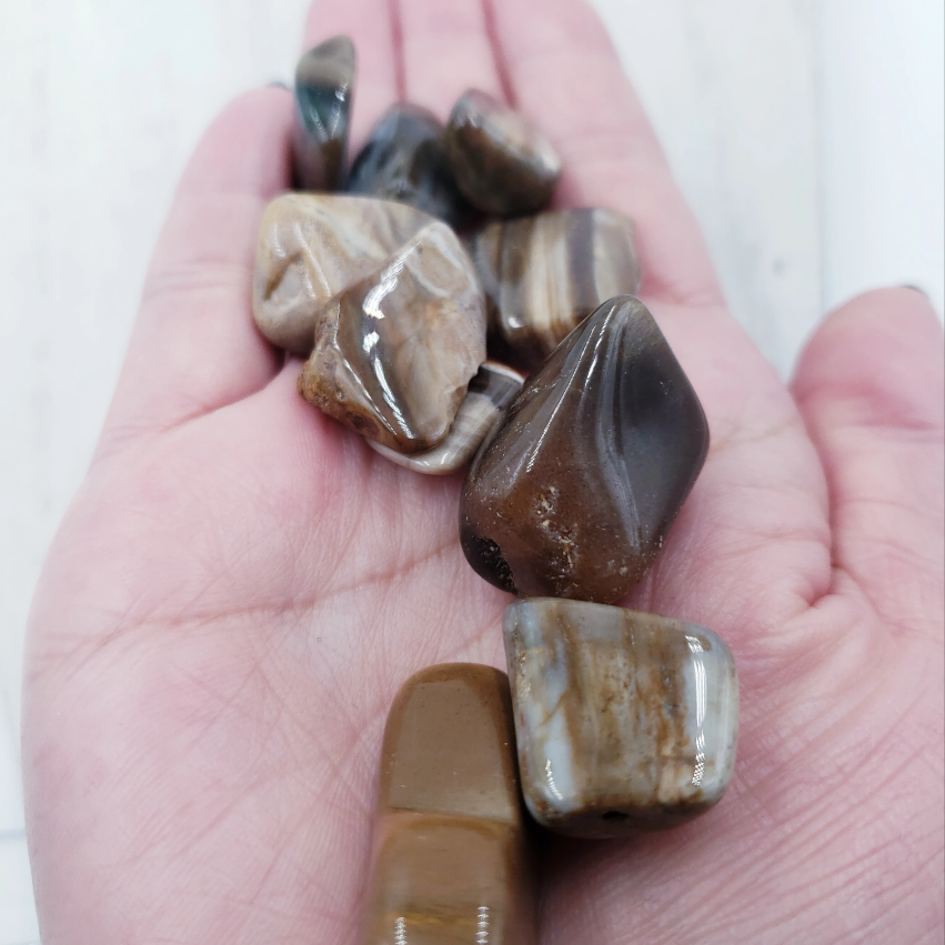 Petrified Wood Tumbled Stone