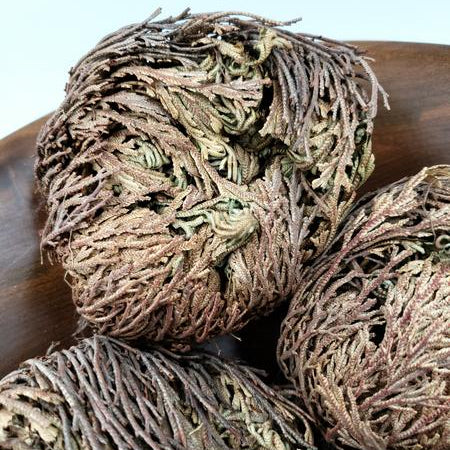 Rose of Jericho Resurrection Plant - Incense and Herbs - Elevated Metaphysical