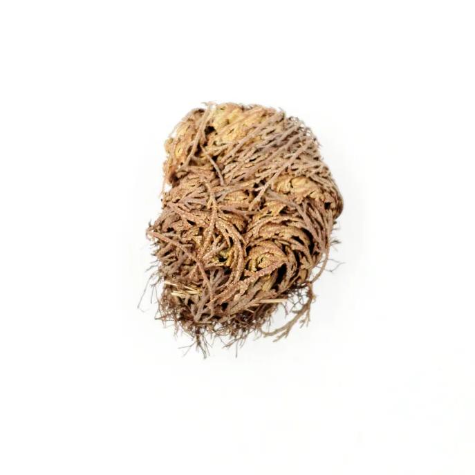 Rose of Jericho Resurrection Plant Small - Elevated Metaphysical