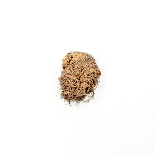 Rose of Jericho Resurrection Plant Small - Elevated Metaphysical