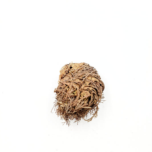 Rose of Jericho Resurrection Plant Small - Elevated Metaphysical
