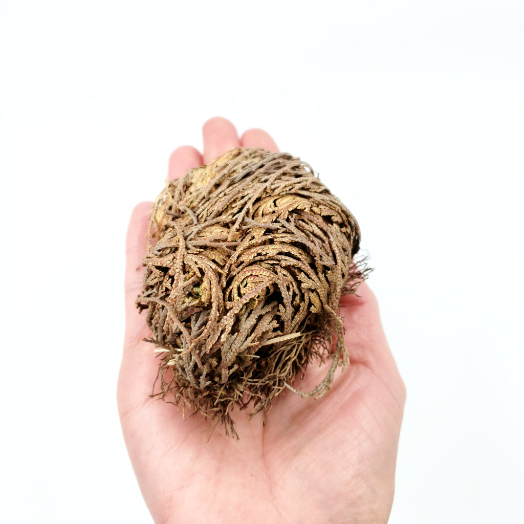 Rose of Jericho Resurrection Plant Small - Elevated Metaphysical