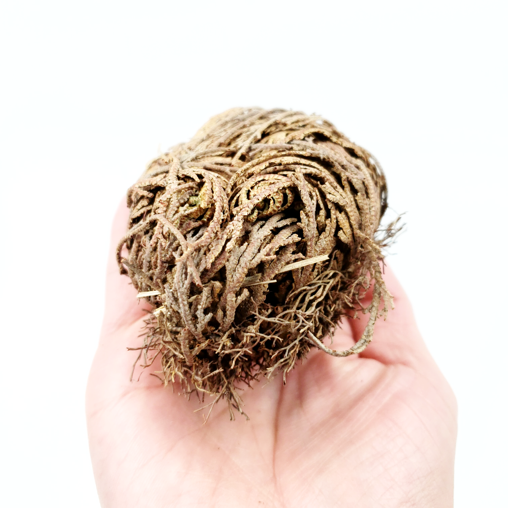 Rose of Jericho Resurrection Plant Small - Elevated Metaphysical