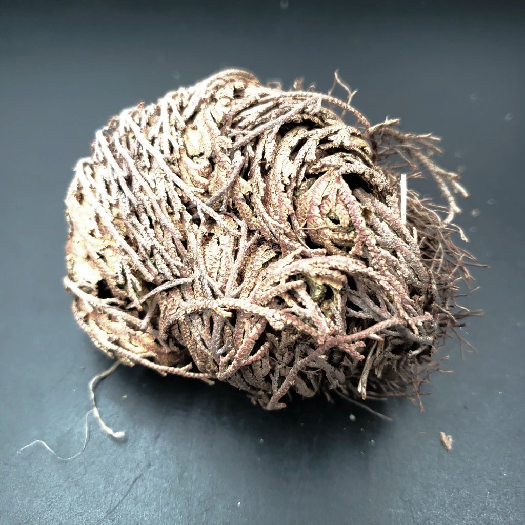 Rose of Jericho Resurrection Plant Small - Elevated Metaphysical