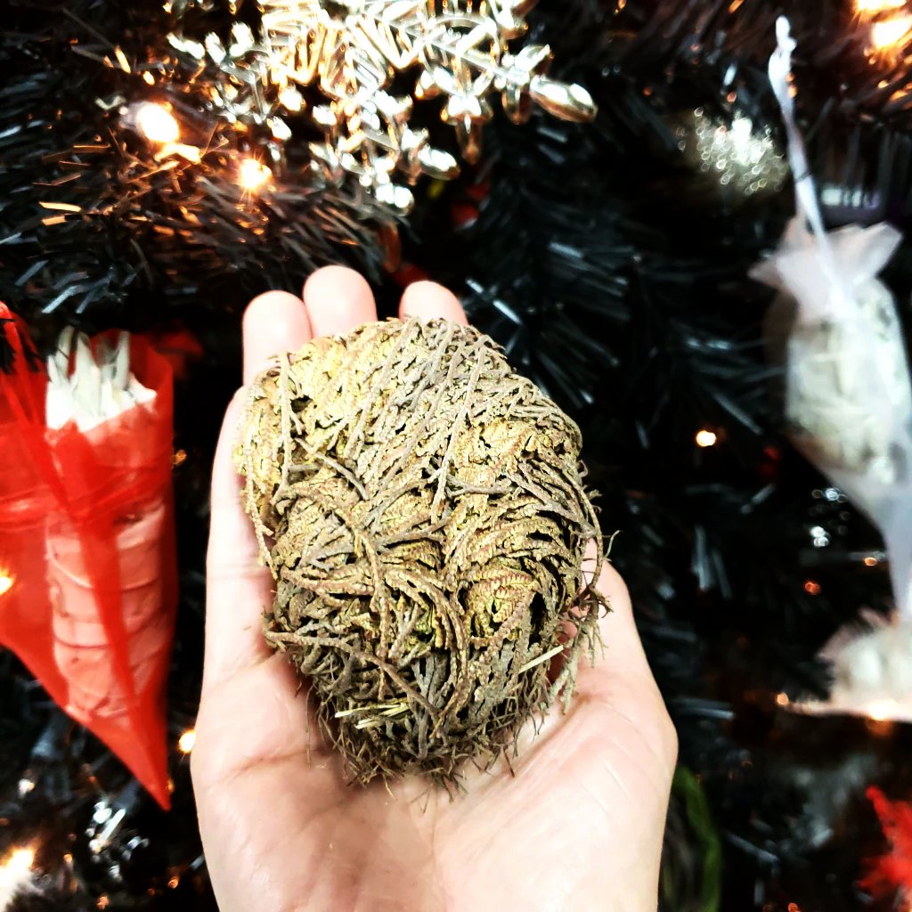 Rose of Jericho Resurrection Plant Small - Elevated Metaphysical
