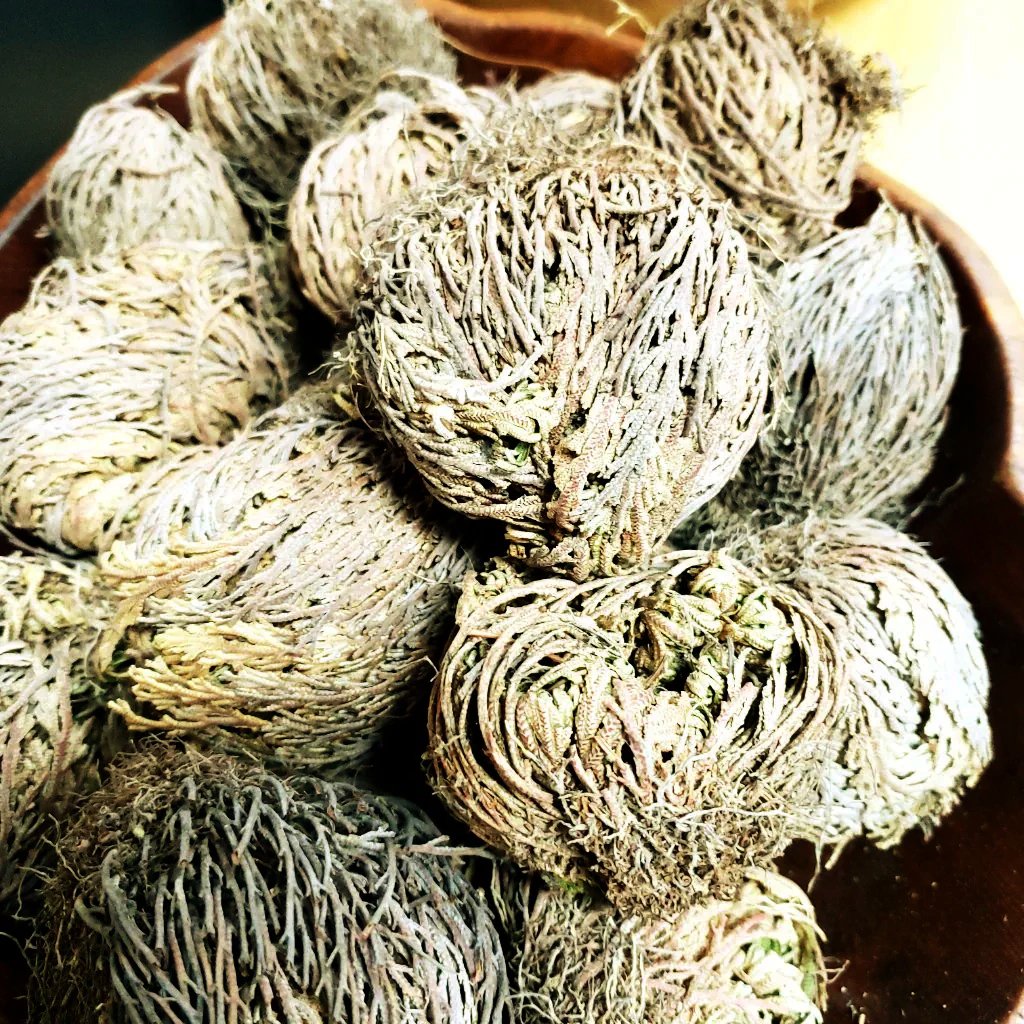 Rose of Jericho Resurrection Plant Small - Elevated Metaphysical